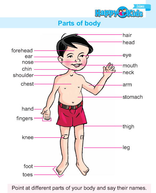 Kindergarten Science Parts Of Body