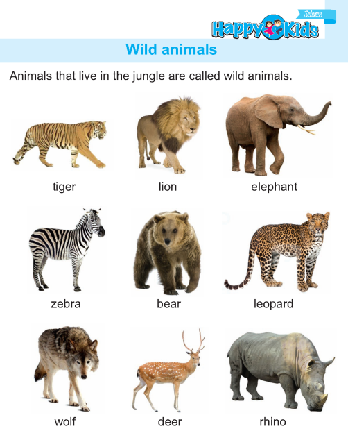 Kindergarten Science Wild Animals