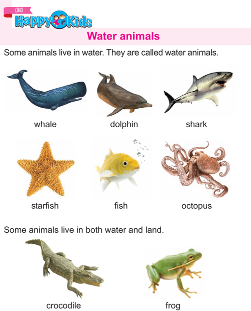 Kindergarten Science Water Animals
