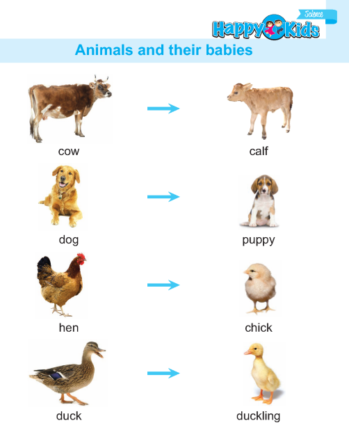 Kindergarten Science Animals And Their Babies | Preschool