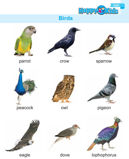 Kindergarten Science Birds