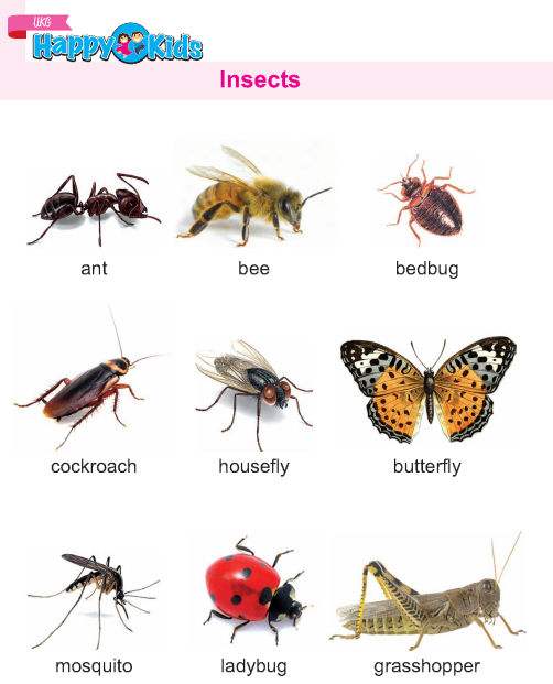 Kindergarten Science Insects